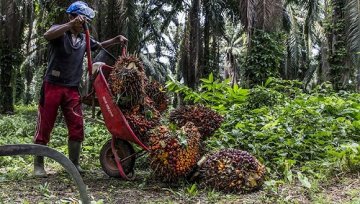 百事停止从印尼最大棕榈油公司采购棕榈油，后者涉嫌虐待劳工和破坏环境